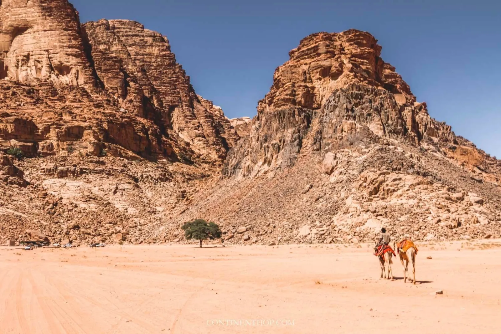 Camels crossing the open sand beneath Wadi Rum's cliffs