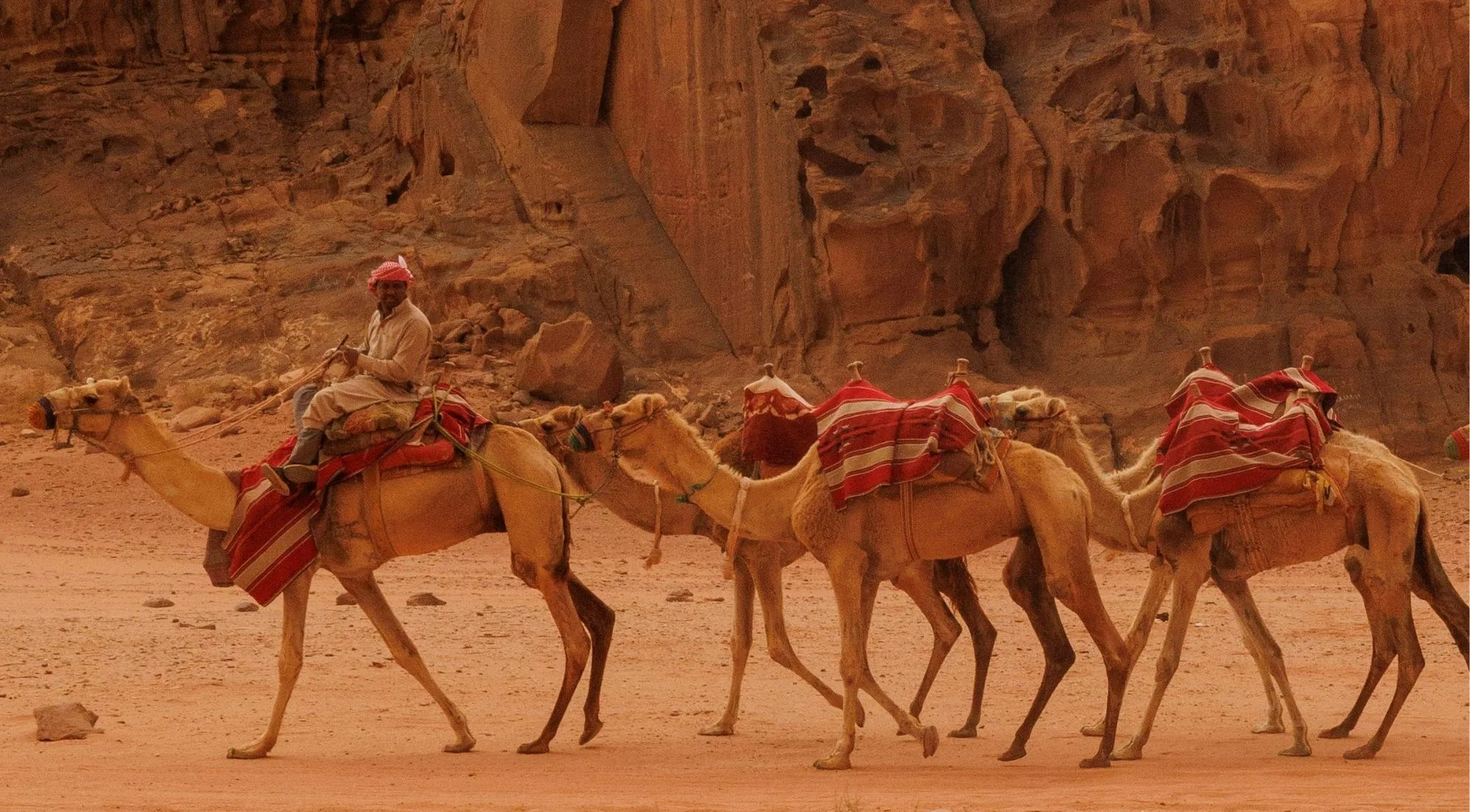 A Bedouin guide leading three saddled camels along a Wadi Rum cliff