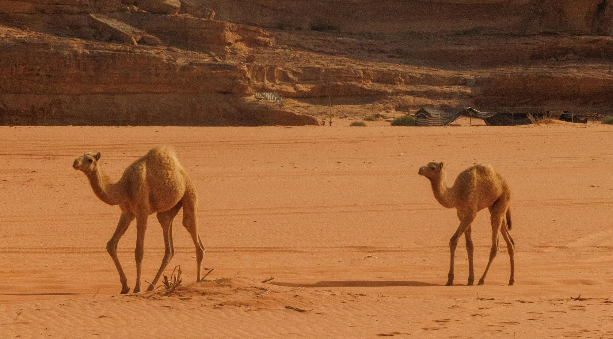 Two camels crossing the sand beneath a striated sandstone cliff in Wadi Rum